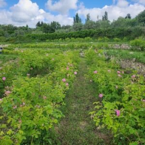Visite du Domaine de la clef des Roses